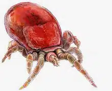 Immagine di un acaro verde, uno dei sintomi comuni di uninfestazione da acaro rosso