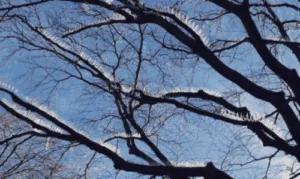 Immagine di un gruppo di volatili che volano lontano dalla scena