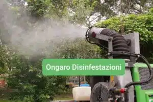 Immagine di un alveare di calabroni, simbolo di come proteggersi durante una disinfestazione per garantire la sicurezza personale