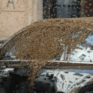 Immagine di un alveare di calabroni scopri quanto costa eliminare il nido di calabroni