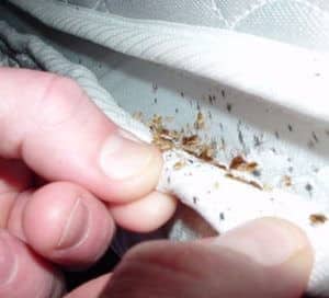 Disinfestazione anobio del tabacco immagine che mostra le misure preventive prese per eliminare gli insetti anobio dai campi di tabacco