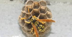 Scopri come contattare un apicoltore professionista a Brescia per rimuovere un alveare dalla tua proprietà