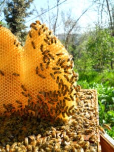 Un apicoltore italiano usa un estrattore per prelevare il miele da un alveare, incoraggiato dalla legislazione italiana sulla rimozione degli alveari