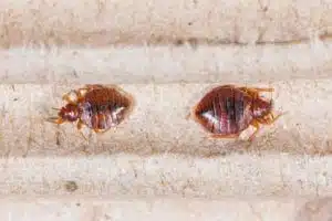 Come eliminare le cimici da letto come capire se il materasso è infestato