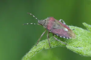 Cimici in casa come riconoscerle e disinfestare con prodotti professionali per cimici verdi