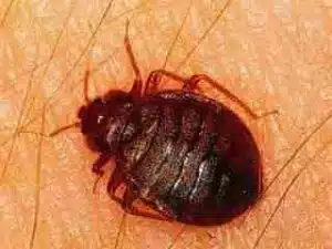 Immagine di una cimicidae, un insetto che si nasconde in materassi, divani e altri materiali imbottiti Come capire se i materassi hanno le cimici?