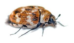 Immagine di un coleottero marrone una varietà comune di coleottero del tappeto in relazione al costo di disinfestazione