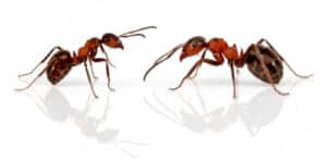 Le formiche si riproducono attraverso un processo noto come partenogenesi, in cui una singola formica può produrre una nuova generazione di formiche senza laiuto di un partner Per prevenire linfestazione da formiche, è importante conoscere come e quando si riproducono