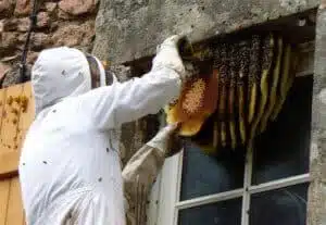 Immagine di un calabrone attratto da unesca alimentare, che mostra quanto sia importante rimuovere i nidi di calabroni per evitare spiacevoli sorprese