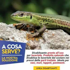 Immagine di un serpente attratto da una lucertola, illustrazione di una strategia di controllo delle infestazioni di lucertole
