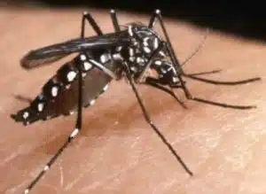 Deblattizzazione Roma una soluzione efficace per la prevenzione delle zanzare negli spazi comuni