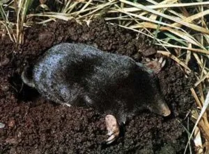 Deblattizzazione a Torino scopri come togliere le talpe dal tuo giardino