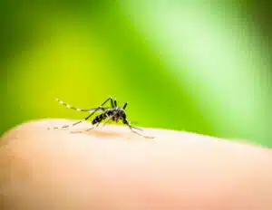 Disinfestazione contro le zanzare Conosci i tuoi obblighi di legge in materia di derattizzazione