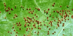 Disinfestazione acaro rosso limportanza di eliminare il Dermatophagoides gallinae