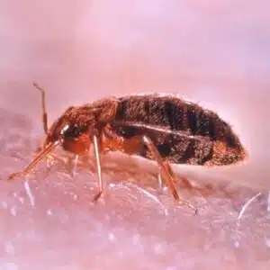 Disinfestazione azoto liquido Un metodo naturale per eliminare le cimici dei letti senza luso di sostanze chimiche aggressive