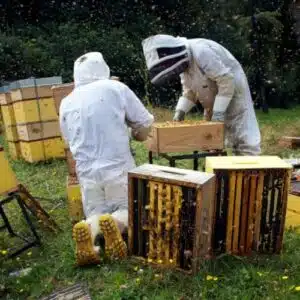 La disinfestazione dei castelli romani richiede lutilizzo di equipaggiamenti adeguati per la rimozione di alveari, come descritto in questo articolo sulluso sicuro dellequipaggiamento per la rimozione degli alveari