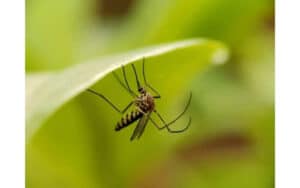 Prendere precauzioni per disinfestare un condominio con metodi naturali contro le zanzare