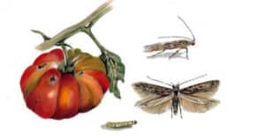 Disinfestazione lepidotteri, un rimedio naturale per allontanare le falene