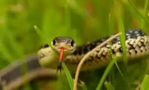 Immagine di una persona esperta che esegue una disinfestazione di rettili per spiegare come disinfestare serpenti