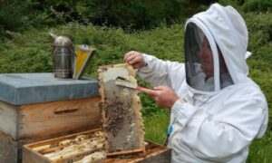 Persone che proteggono lhabitat delle api eseguendo disinfestazioni per preservarne la salute