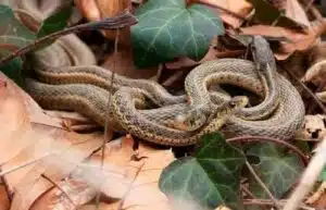 Una rappresentazione di un dissuasore elettrico fai da te che può aiutare a tenere lontani i serpenti, secondo le indicazioni fornite nellarticolo su quali piante possono essere utilizzate per tale scopo