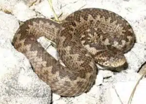 Immagine di un dissuasore per vipere, una soluzione ecologica ed efficace per tenere lontani i serpenti a seconda della specie di pianta scelta
