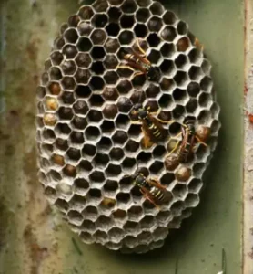 Eliminazione nidi calabroni come rimuovere i nidi di calabrone in modo sicuro e efficace