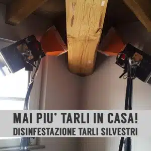 Farfalline del legno scopri come disinfestare casa dai tarli