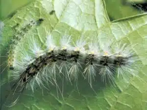 Immagine di farfalline volanti intorno a un fiore, rappresentazione dei lepidotteri nocivi che possono danneggiare le colture agricole