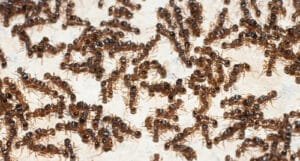Come prevenire le formiche con le ali come eliminarle in modo efficace