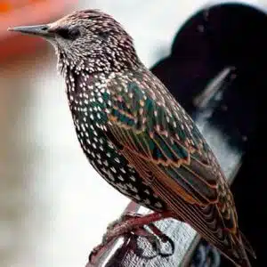 Foto di piccioni che migrano, raffiguranti una delle specie migratorie più comuni e problematiche per le città, destinata ad aiutare la comprensione dellallontanamento degli uccelli dannosi