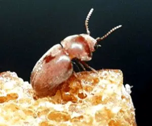 Immagine di un tarlo del legno volante, che rappresenta il danno causato dal parassita Anobio sulla coltura del tabacco