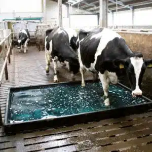 Immagine della bandiera dellIndia con lindicazione del testo India Via Indicazione della bandiera dellIndia come rappresentazione visiva del progresso tecnologico nelle misure di disinfestazione zootecnica in India