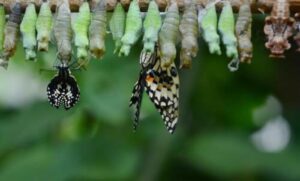 Larve di farfalle, parte del ciclo vitale dei lepidotteri