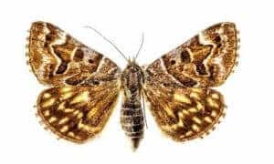 Larve di farfalle notturne che possono essere controllate con lutilizzo di pesticidi come mezzo per prevenire linvasione di falene in casa