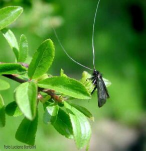 Immagine di larve di lepidotteri, dannose per la salute umana e gli alberi