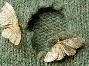 Lepidottero dei gerani scopri come disinfestare i tuoi giardini e terrazzi dai danni causati da questi fastidiosi parassiti