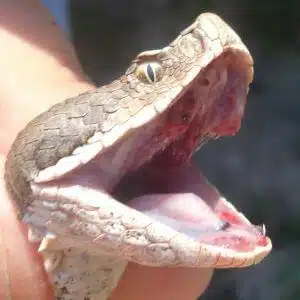 Immagine di un leopardo a strisce che morde un serpente per prevenire un morso velenoso