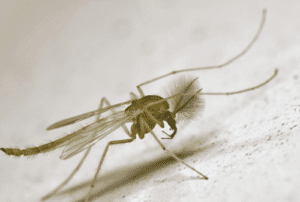 Una fotografia di un nugolo di moscerini, uno dei principali responsabili della disinfestazione chironomidi