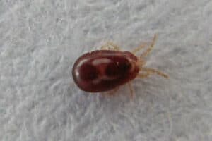 Immagine di un ragnetto rosso insetticida usato come trattamento per i sintomi di uninfestazione da acaro rosso