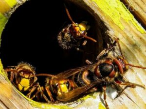 Immagine di un repellente per api vespe e calabroni per la rimozione dei nidi