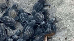 Una foto di un rettilario a Roma, Italia, come rappresentazione di una delle principali aree in cui le tartarughe nidificano e sono soggette a rimozione