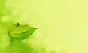 Le tecniche di disinfestazione contro le cimici verdi nellorto come rimedi naturali e con laiuto di pesticidi