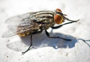 Prodotti per la disinfestazione mosche conosci i rimedi per allontanare le mosche