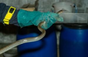 Immagine di un dispositivo di scaccia serpenti a ultrasuoni che può essere utilizzato come metodo di disinfestazione per allontanare i serpenti dalla propria abitazione