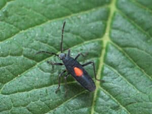 Immagine di scarafaggi verdi, ideali per la disinfestazione di cimici verdi