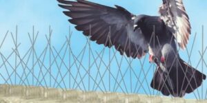 Immagine di un servizio di allontanamento volatili che fornisce soluzioni di allontanamento sicure ed efficaci per risolvere i problemi causati dalla presenza di uccelli indesiderati