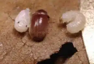 Una larva di anobio del tabacco appoggiata su un foglio di carta trattamenti naturali per sconfiggerlo