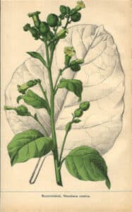 Immagine di un tarlo della carta, un insetto che può causare danni alla pianta di tabacco nella botanica