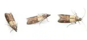Immagine di una tarme alimentare, comune causa di infestazioni da falene e di cui bisogna fare un accurato controllo nella disinfestazione
